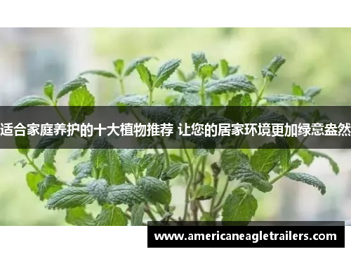 适合家庭养护的十大植物推荐 让您的居家环境更加绿意盎然